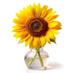 images (1)