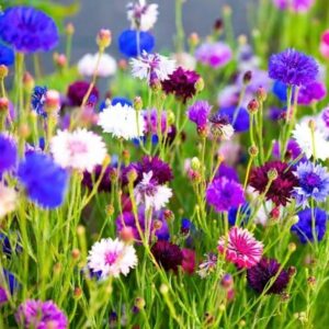 images (27)