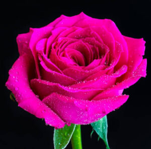images (29)